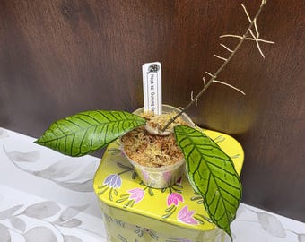 May include: A Hoya sp. Gunung Gading plant cutting with two prominent green leaves featuring dark veining, planted in a clear plastic cup with sphagnum moss. A white plant tag labeled 26 and Hoya sp. Gunung Gading is inserted in the moss.