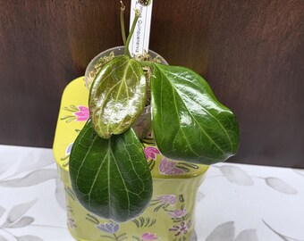 May include: A Hoya Quinquinervia plant in a small clear plastic pot with moss, featuring three glossy, dark green leaves and one smaller, reddish-bronze leaf. A white plant marker with the text Hoya Quinquinervia and the number 96 is inserted.