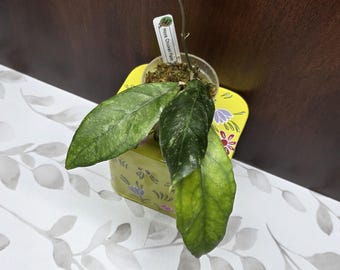 May include: A Hoya Chicken Farm plant with variegated green leaves in a clear plastic pot. A white plant marker with the text Hoya Chicken Farm and the number 147 is inserted into the mossy soil. The plant sits on a yellow container with floral patterns.