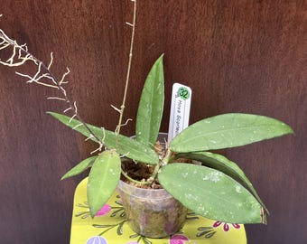 May include: A Hoya Scortechinii plant with green, speckled, lance-shaped leaves in a clear plastic pot filled with moss. A long, thin, leafless vine extends upward and to the left. A white plant marker with the text Hoya Scortechinii 32 is present.