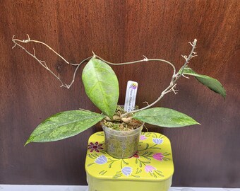 May include: A Hoya Chicken Farm plant with variegated green leaves and long, thin, leafless vines growing from a small, clear plastic pot filled with moss. A white plant identification tag with the text Hoya Chicken Farm is inserted.