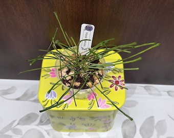 May include: A Hoya retusa plant with thin, needle-like green leaves potted in a clear plastic container. A white plant marker with the text Hoya retusa and the number 102 is inserted into the soil, which is topped with small tan pebbles.