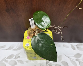 May include: A Hoya Putii Khan plant with two large, dark green, heart-shaped leaves and a thin, trailing stem with visible aerial roots. The plant is potted in a small clear container with moss and a white identification tag labeled Hoya Putii Khan.