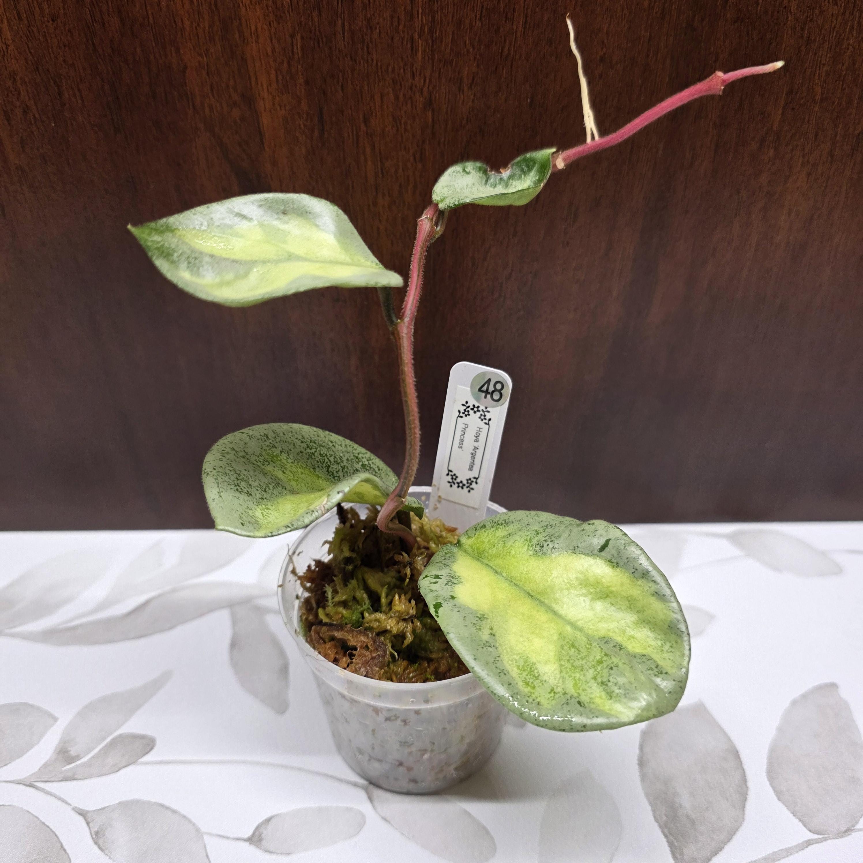 Hoya Argentea Princess - Etsy