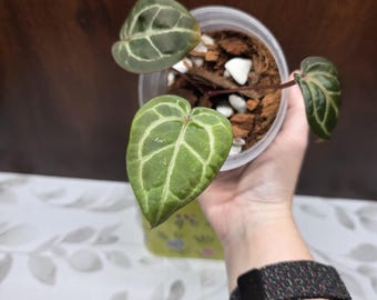 May include: A small potted plant with three heart-shaped, dark green leaves featuring prominent, light-colored veins. The plant is housed in a clear plastic container filled with brown potting medium and small white stones, viewed from above.