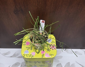 May include: A Hoya Retusa plant with thin, needle-like green leaves in a clear plastic pot, sitting atop a square, lime green metal tin decorated with painted purple and pink flower motifs and a white plant identification tag labeled 106.