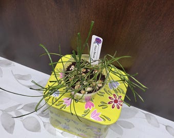 May include: A Hoya Retusa plant with thin, needle-like green leaves potted in a clear plastic container, resting on a square yellow metal tin decorated with pink and purple floral patterns and a white plant marker labeled 107 Hoya Retusa.