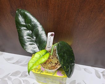 May include: A Hoya Globulosa plant with three leaves, two large dark green glossy leaves and one smaller bright yellow leaf, potted in a clear container with sphagnum moss. A white plant tag with the text Hoya Globulosa and 89 is inserted.