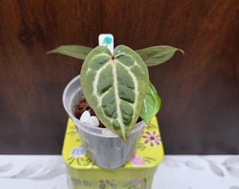 May include: A small Anthurium plant with heart-shaped, dark green leaves featuring prominent, light-colored veins. The plant is potted in a clear plastic container filled with soil and white perlite, with a small white identification tag.