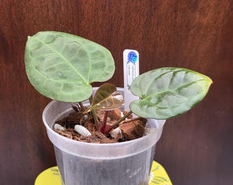 May include: A small Anthurium plant with two large, matte green, heart-shaped leaves and one smaller, glossy, reddish-brown emerging leaf. The plant is potted in a clear plastic container filled with coconut coir and perlite, featuring a white plant tag.