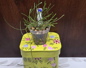 May include: A green plant with thin, grass-like leaves in a clear plastic pot, featuring a white plant tag labeled 101. The pot sits on a square, lime green metal container decorated with a repeating pattern of purple, pink, and red flowers.