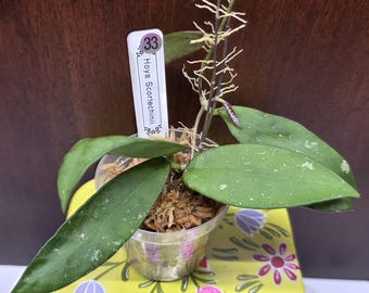 May include: A Hoya Scortechinii plant in a clear plastic pot filled with sphagnum moss. The plant features long, pointed, dark green leaves with light speckling. A white plant marker labeled 33 Hoya Scortechinii is inserted into the moss.