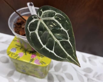 May include: A dark green Anthurium plant leaf with prominent white veins, potted in a clear plastic container filled with wood chips. The plant is resting on a small, rectangular, lime green metal tin decorated with pink and purple floral patterns.
