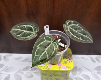 May include: A small Anthurium plant with three dark green, heart-shaped leaves featuring prominent white veining. The plant is potted in a clear plastic container with soil and white perlite, resting inside a square, lime green decorative pot.