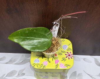 May include: A Hoya Pottsii Khao Yai plant cutting with a single glossy green leaf and exposed roots, potted in a small clear container with sphagnum moss. A white plant identification tag is tucked into the moss next to the stem.