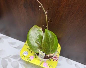 May include: A Hoya plant cutting with two thick, glossy, heart-shaped green leaves and a single long, thin stem with small aerial roots. The plant is potted in a small, clear plastic container filled with soil, resting on a yellow metal tin.
