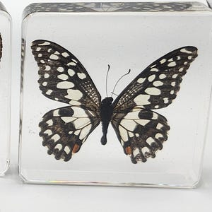 Resin Butterfly Paperweight: Ethically Sourced Nature Art