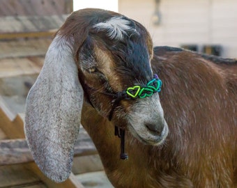 Heart-Laced Goat Halter
