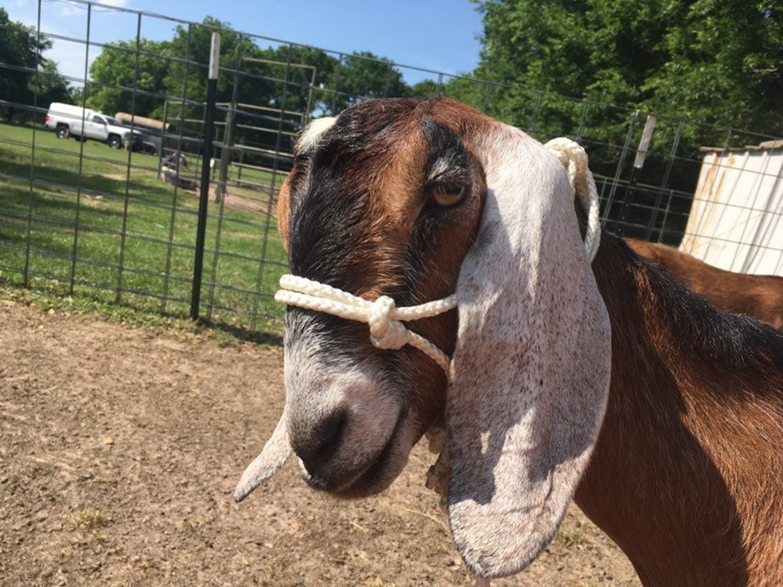 Heavy Duty Goat Rope Halters Etsy