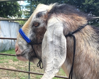 Paracord Goat Halter with Wrapped Noseband