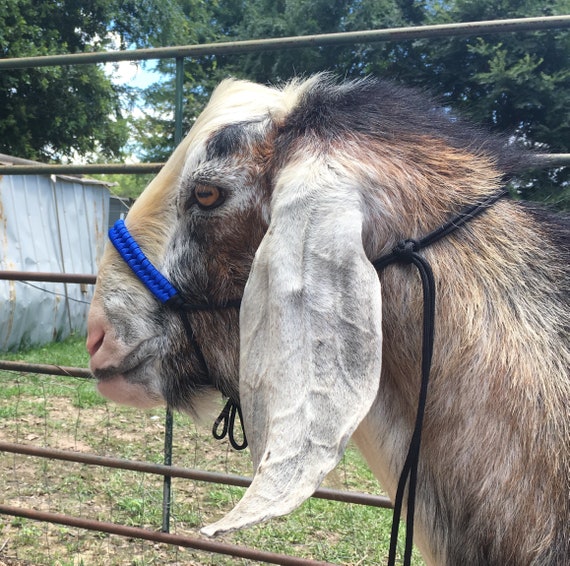 Paracord Goat Halter With Wrapped Noseband Etsy
