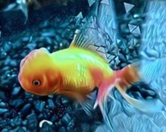 fall apart fish