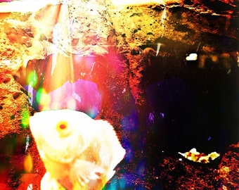 sunny under the sea