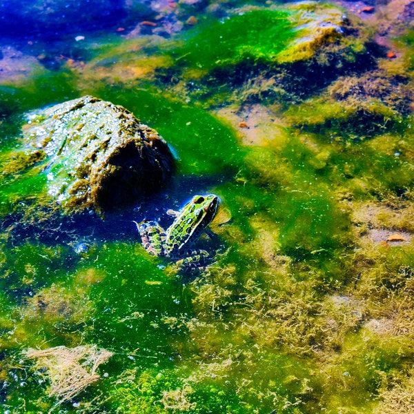 Grenouille dans la rivière Saskatchewan Sud, algues vertes, sable au bord de l'eau, photographie de roche Impression d'art mural