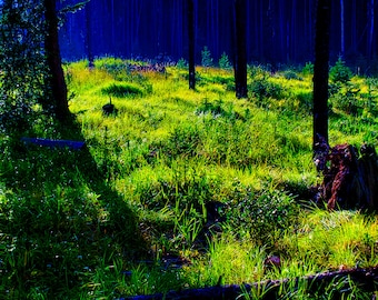 Tunnel Mountain Campground Loop Sun Rays Forest Rocky Mountains Banff National Park Photograph Wall Art Print