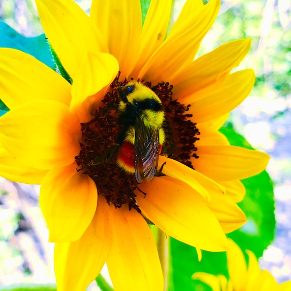 Orange Belted Bumble Bee on Sunflower Close Up Black and Yellow Striped Flying Bug Insect Photograph Wall Art Print