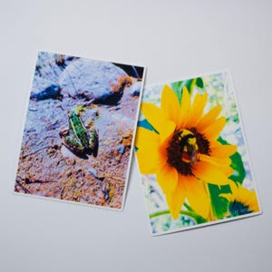 Pegatinas de animales de la naturaleza, ranas y abejas