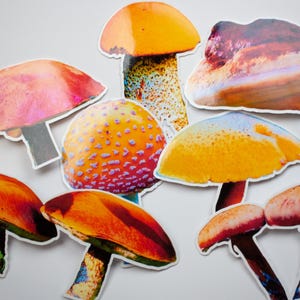 Stickers diverse paddenstoelen