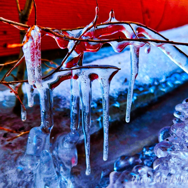 Carámbanos Hielo Agua Derretida Colgando Goteando De Una Pequeña Rama De Un Árbol Rama Fotografía De Arbusto Impresión De Arte De Pared