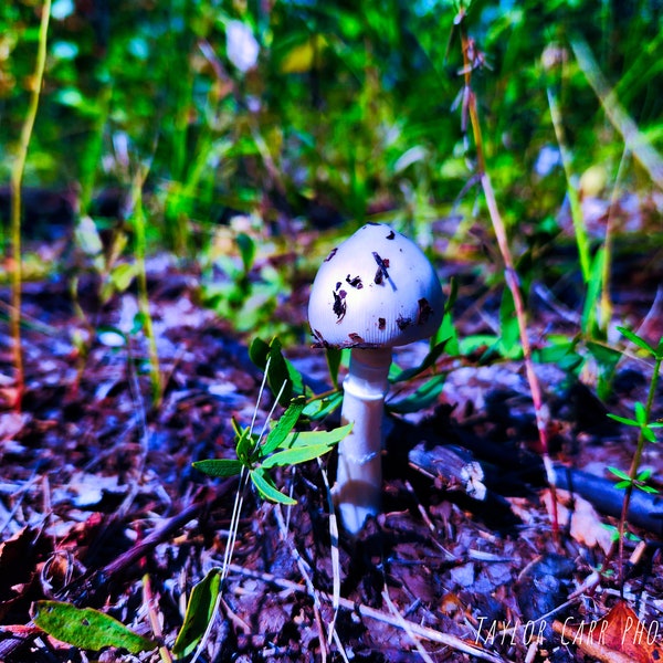 Death Cap Poisonous Mushroom Deadly Funghi Forest Floor Northern Saskatchewan Photograph Wall Art Print