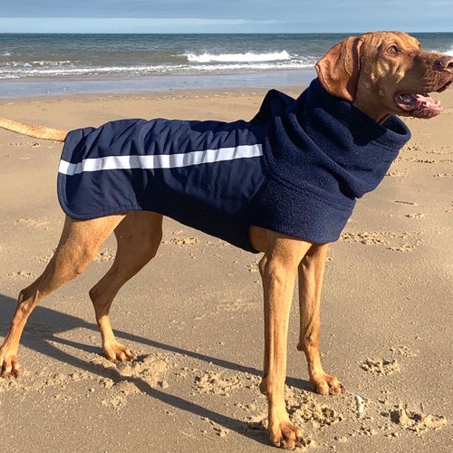 dashwood dog coats