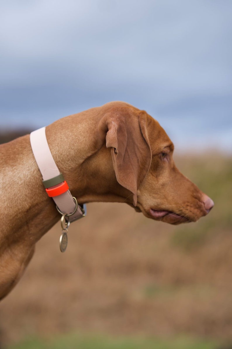 The Double Keeper One Bespoke Waterproof Biothane Dog Collar includes personalised hand-stamped tag image 9