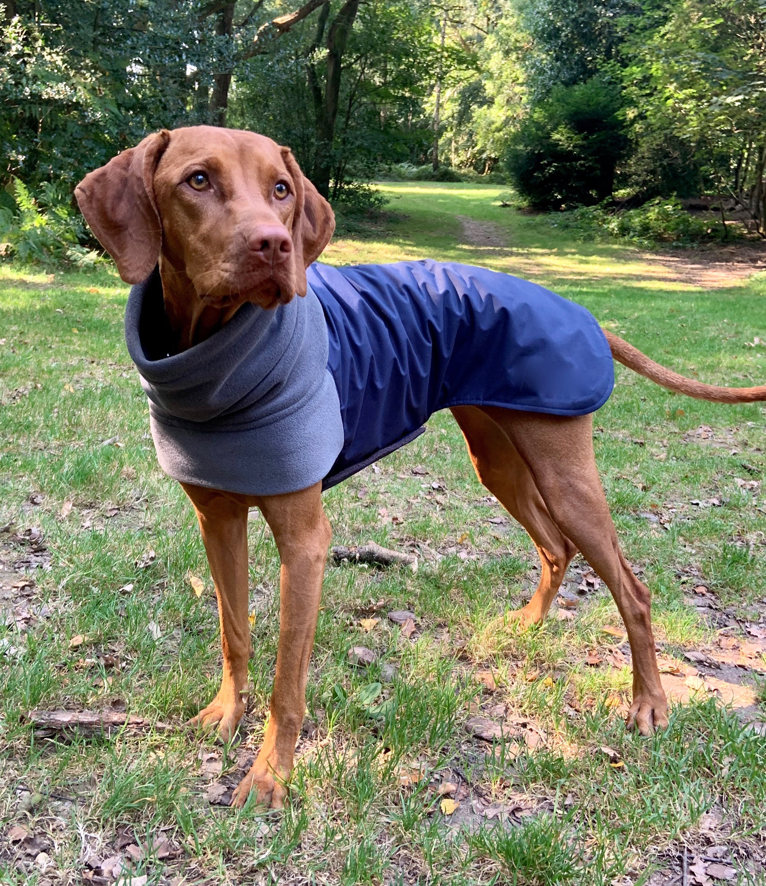 dog coats for vizslas
