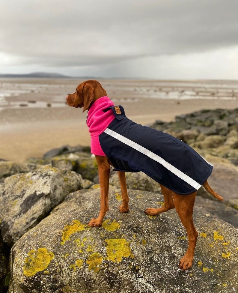 Custom made fleece lined dog coat navy blue & pink warm winter coat harness or collar Vizsla GSP labrador Pointer Dachshund Dalmatian image 1