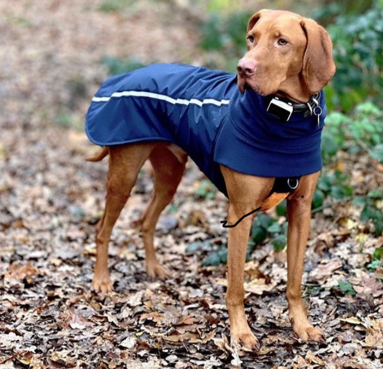 Custom made warm fleece lined dog coat warm winter raincoat Etsy