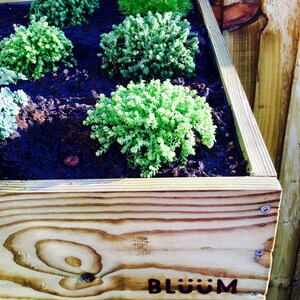 May include: A wooden planter box with a variety of green plants growing inside. The planter box is made of natural wood and has a simple, rustic design. The planter box has the word "BL&Uuml;M" branded into the wood.
