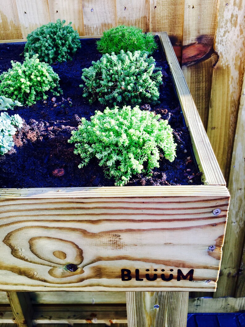 May include: A wooden planter box with a variety of green plants growing inside. The planter box is made of natural wood and has a simple, rustic design. The planter box has the word "BL&Uuml;M" branded into the wood.