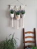 Clove Hitch triple plant hanger / Small macrame wall hanging / macrame plant hanger / home decor 