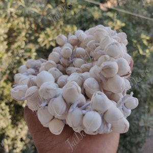 Pu&ograve; includere: Un mazzo di boccioli di rosa in tessuto bianco, legati insieme con uno spago bianco, da utilizzare in composizioni floreali o per lavori artigianali.