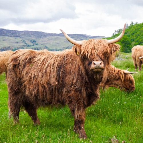 Scottish Highland Cow CANVAS WALL ART