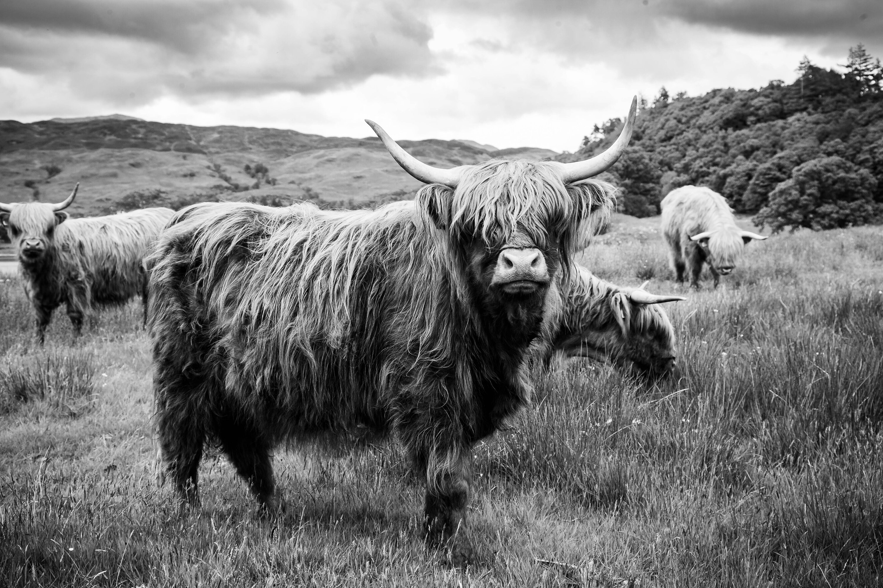 Highland Cow Black and White Fine Art Canvas Print Etsy