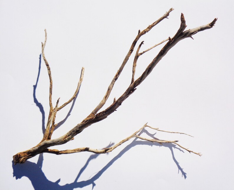 Driftwood Aquarium Decoraquascape Fish Tank Shrimpplanted Etsy