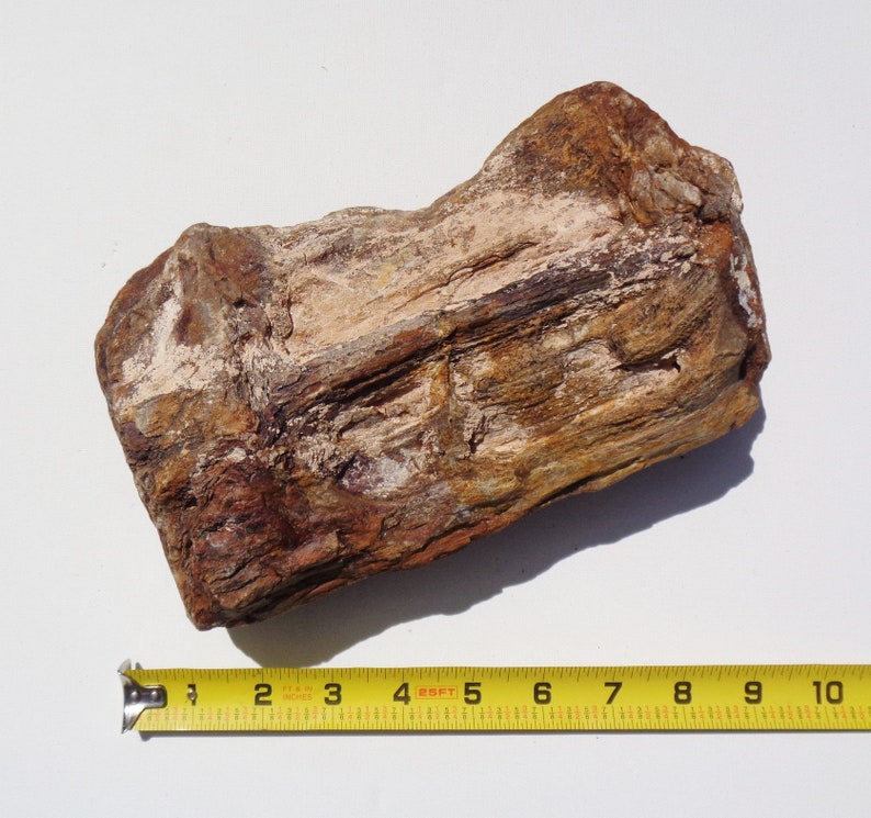 Petrified Wood Aquarium Decor Fish Tank Aquascape Shrimp Etsy