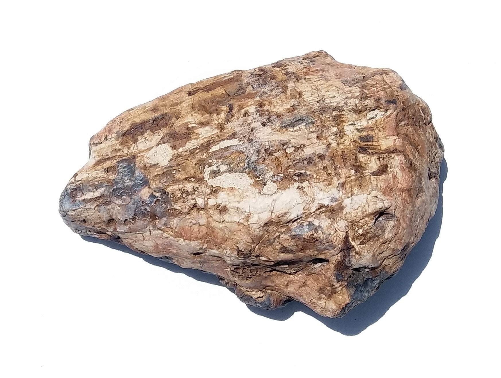 Petrified Wood Aquarium Decor Fish Tank Aquascape Shrimp Etsy