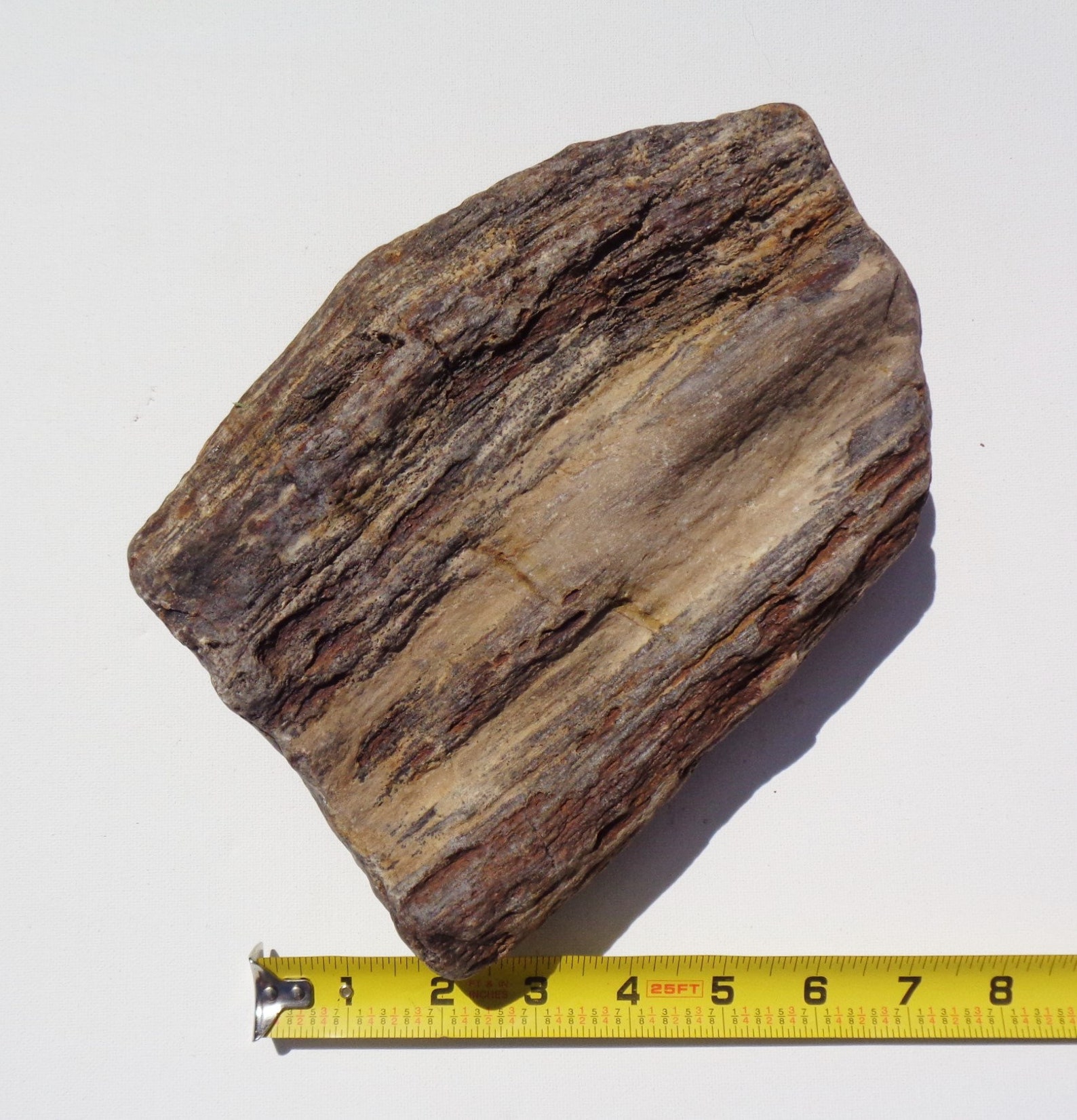 Petrified Wood Aquarium Decor Fish Tank Aquascape Shrimp Etsy