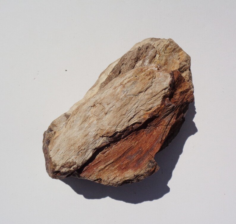 Petrified Wood Aquarium Decor Fish Tank Aquascape Shrimp Etsy